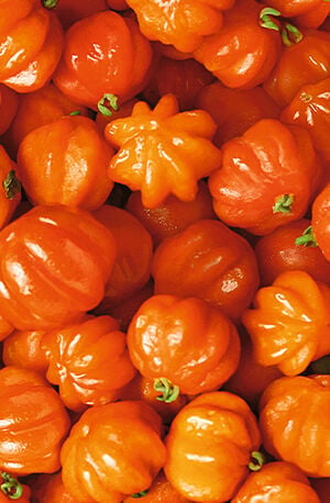 Pitanga