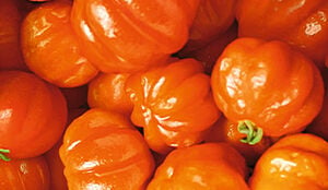 Pitanga