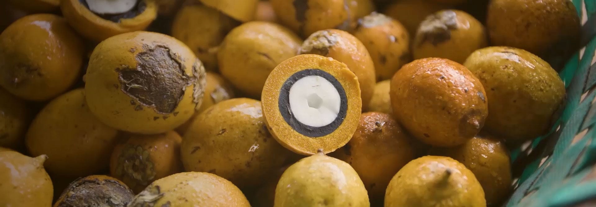Sequência de imagens com frutos, plantas, ambientes, povos e produtos amazônicos, como a linha Ekos Andiroba.