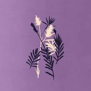 planta divina