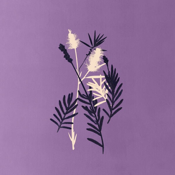 planta divina