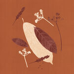 Vela Bothanica Nobilis Antique 170 g