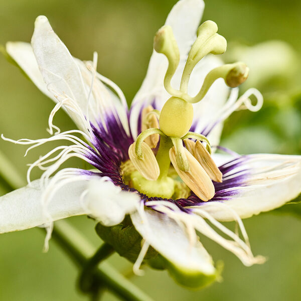 Ekos Frescor Maracujá Natureza dos Sonhos 150 ml