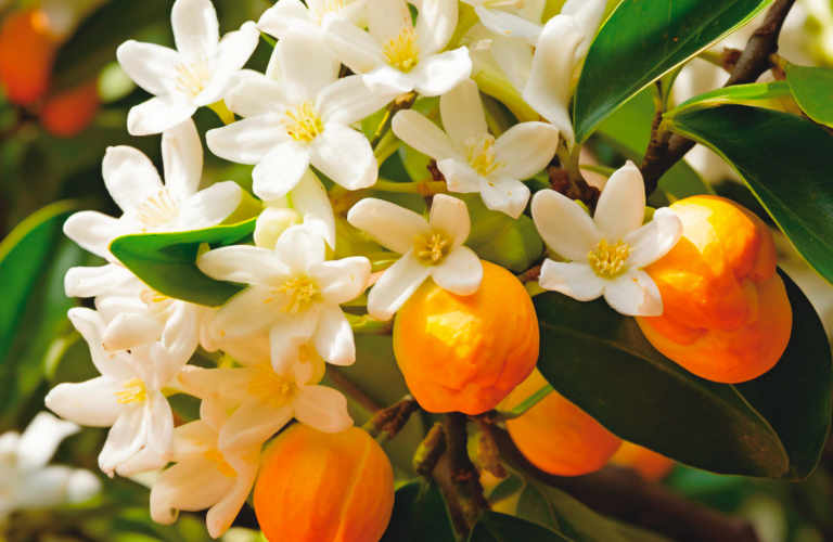 Detalhe de um galho verde contendo várias flores brancas em formato de estrela presentes em perfumes afrodisíacos e pequenos frutos ou botões redondos e alaranjados.