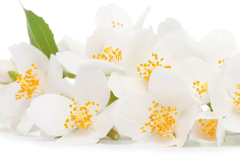 Buquê de flores de um tipo de jasmim, com pétalas brancas e miolos amarelos, dispostas em um fundo branco.