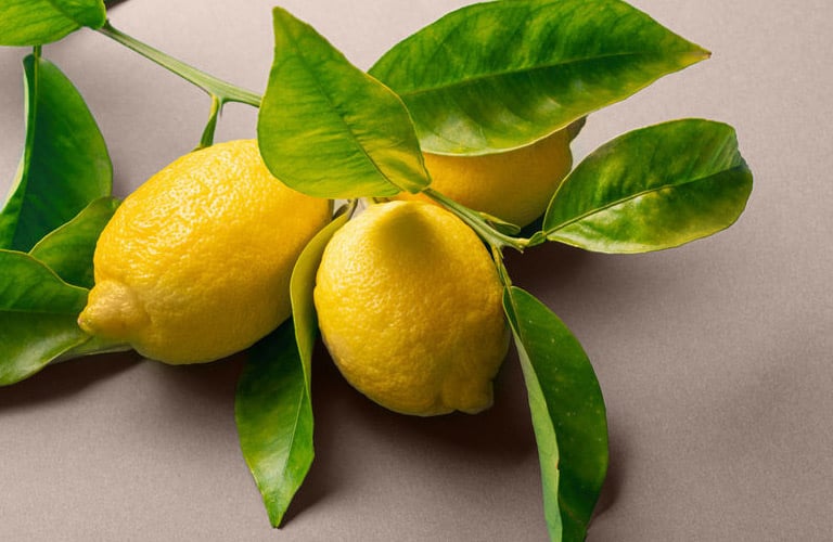 Três limões sicilianos amarelos e maduros, ainda presos a um ramo com várias folhas verdes. Eles estão posicionados no lado esquerdo da composição, sobre uma superfície lisa de fundo cinza.