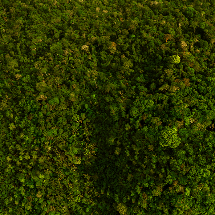 Una foto aérea de un bosque denso con miles de árboles verdes vibrantes.