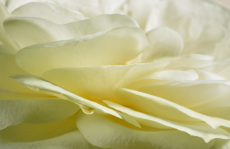 Foto con fondo beige claro. Primer plano de una flor blanca con múltiples pétalos y tallo verde visible en la parte inferior.