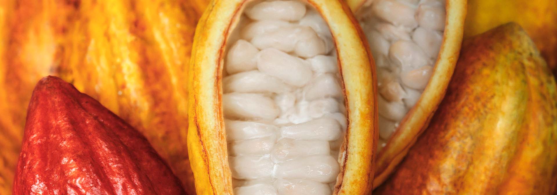 cacao