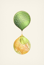 Duas esferas em tons de verde-claro e amarelo se conectam por um ponto estreito no centro e simbolizam a tecnologia de Lumina Reparação e Blindagem com BioProteína Tripla Ação e Ativo Provitamina B5.