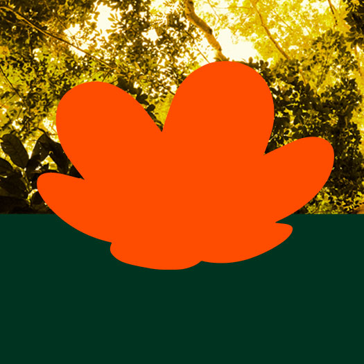 Rosácea símbolo da Natura em tom de laranja aparece em destaque no centro da tela. Fundo verde-escuro com imagem de uma floresta.