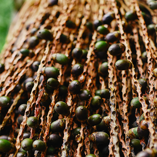 Foto com detalhe de semente e frutos amazônicos.