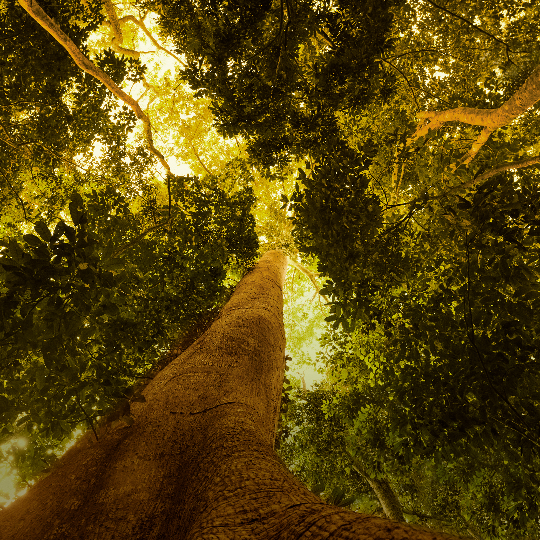 Câmera apontada para o alto captura a imagem de uma imponente árvore no meio da floresta amazônica.