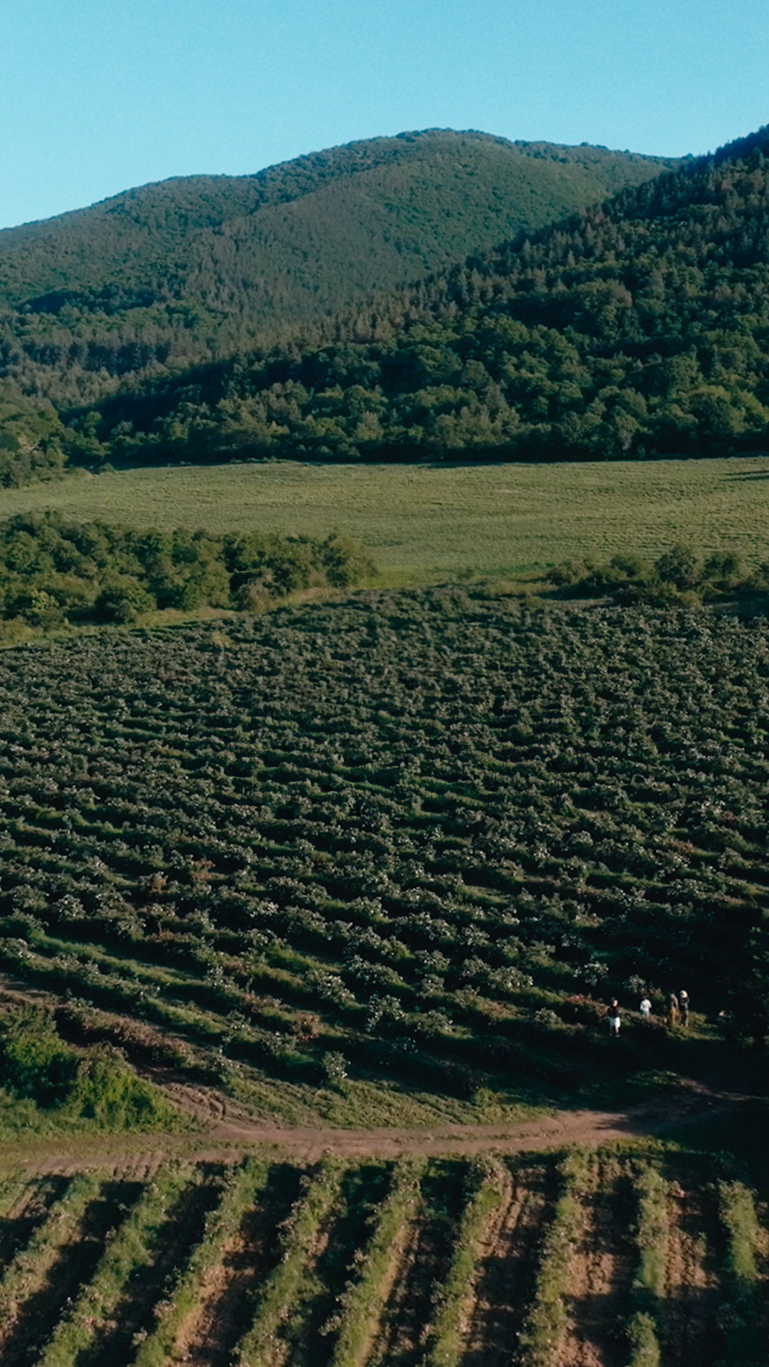 Vídeo apresenta um campo de rosas brancas, onde dois perfumistas exclusivos da Natura caminham. Em seguida, os perfumistas aparecem em um laboratório manuseando o óleo extraído da rosa alba e as pétalas da flor. Depois, uma mulher branca de cabelos castanhos presos aparece com o frasco de Natura Aura Alba. Ao longo do vídeo, aparece o seguinte texto: Na chegada da primavera em Konare, na Bulgária, no início da colheita da rosa alba, dois perfumistas consagrados desvendam um ingrediente raro e criam um novo clássico. Floral e frescam sensual e feminina, ligeiramente adocicada. Inesquecível como você. Está nascendo Natura Aura Alba.