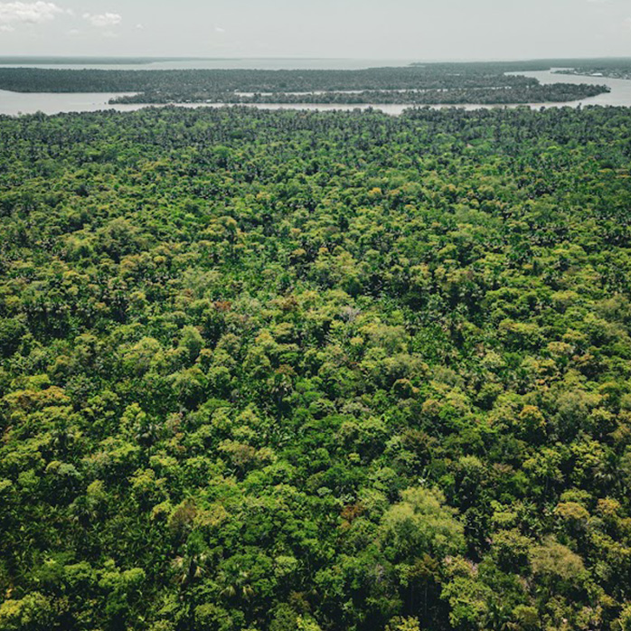 Foto panorâmica da floresta amazônica.