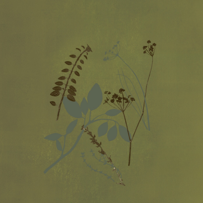 Ilustração delicada com a silhueta de folhas e flores em tons de cinza e marrom. Fundo em verde escuro.