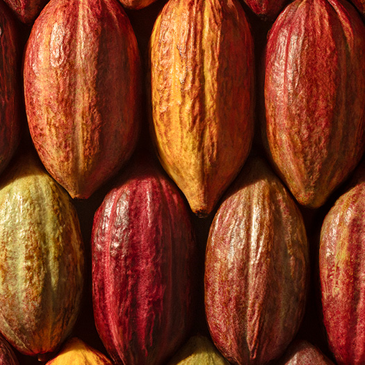 Foto dos frutos de cacau.
