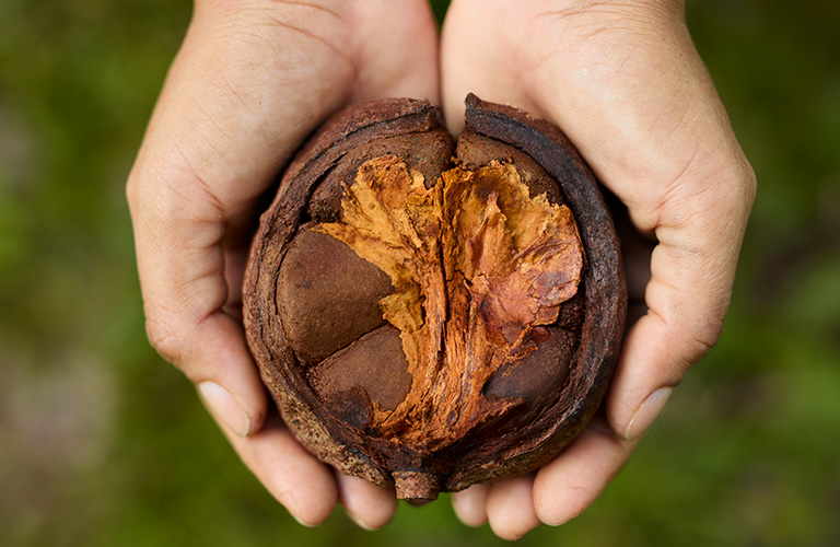 Duas mãos segurando uma andiroba, com vista de cima