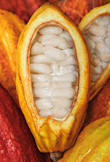 Foto de frutos de cacau, com um dos frutos com as sementes expostas.