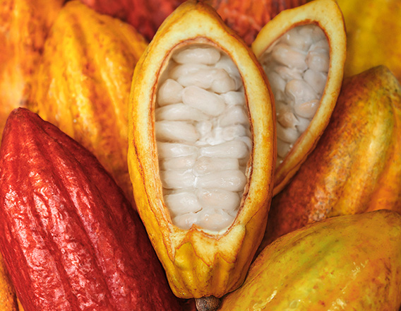 Foto de frutos de cacau, com um dos frutos com as sementes expostas.