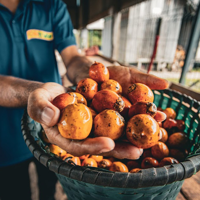 Detalhe de mãos mostrando frutos amazônicos em cesto verde.