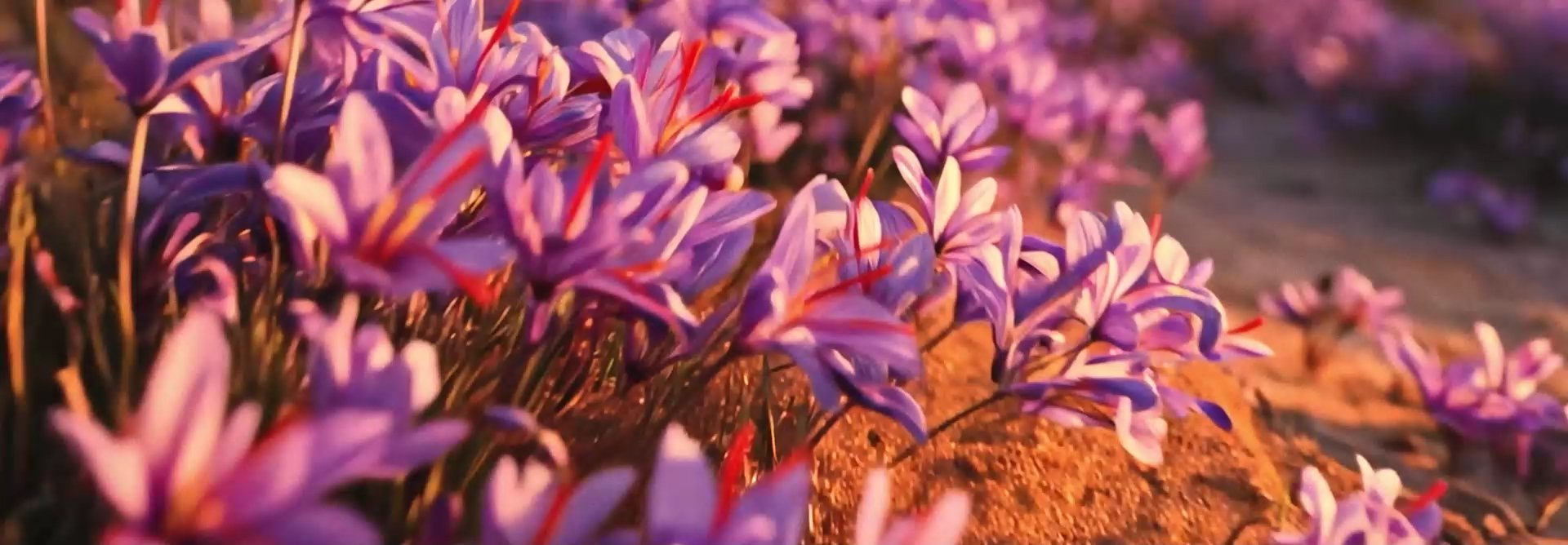 Transições dinâmicas, variando entre câmera lenta e acelerada, mostram um campo de flores roxas, fios de açafrão vermelho, areia sendo levada pelo vento, flores amarelas e especiarias caindo sobre a areia. Em um cenário de deserto, com dunas de areia, esses ingredientes cercam 2 frascos vermelhos facetados com tampas pretas de fragrâncias da linha Essencial Safran.