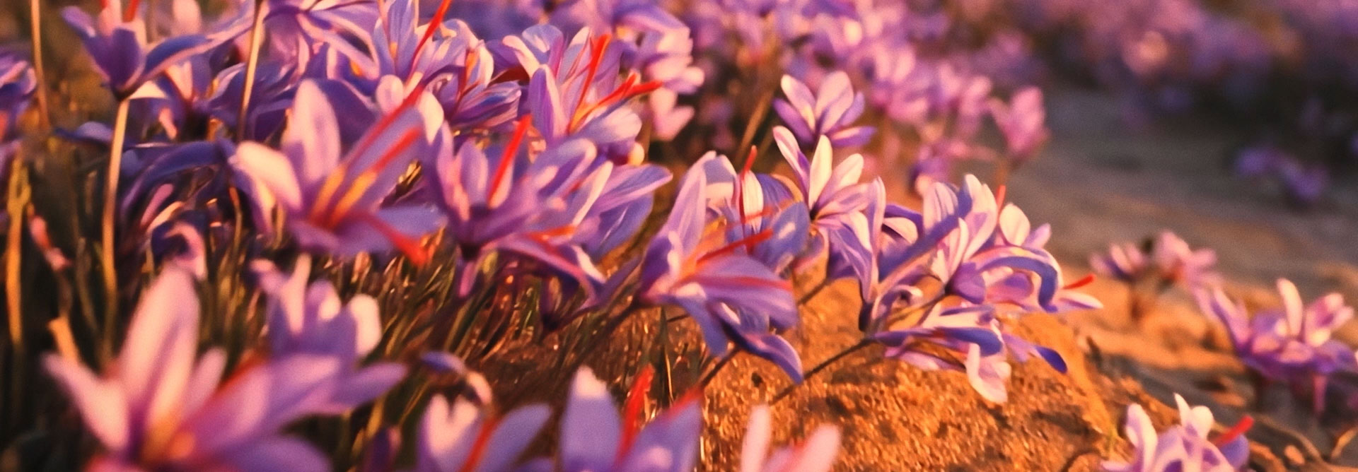 Vídeo com estética vibrante e tons de pôr do sol. Começa com um campo de flores roxas de açafrão em foco suave, transicionando para detalhes macro de fios de açafrão flutuando. Segue para uma cena de deserto com areia soprando sob uma luz intensa e finaliza com grãos de pimenta preta saltando em câmera lenta contra um fundo laranja quente.