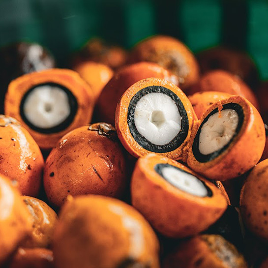Foto com detalhe de frutos de Tukumã, alguns abertos, outros fechados.