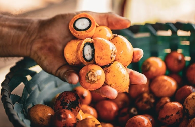 Mão de uma pessoa pegando frutos nativos da Amazônia de dentro de um cesto azul