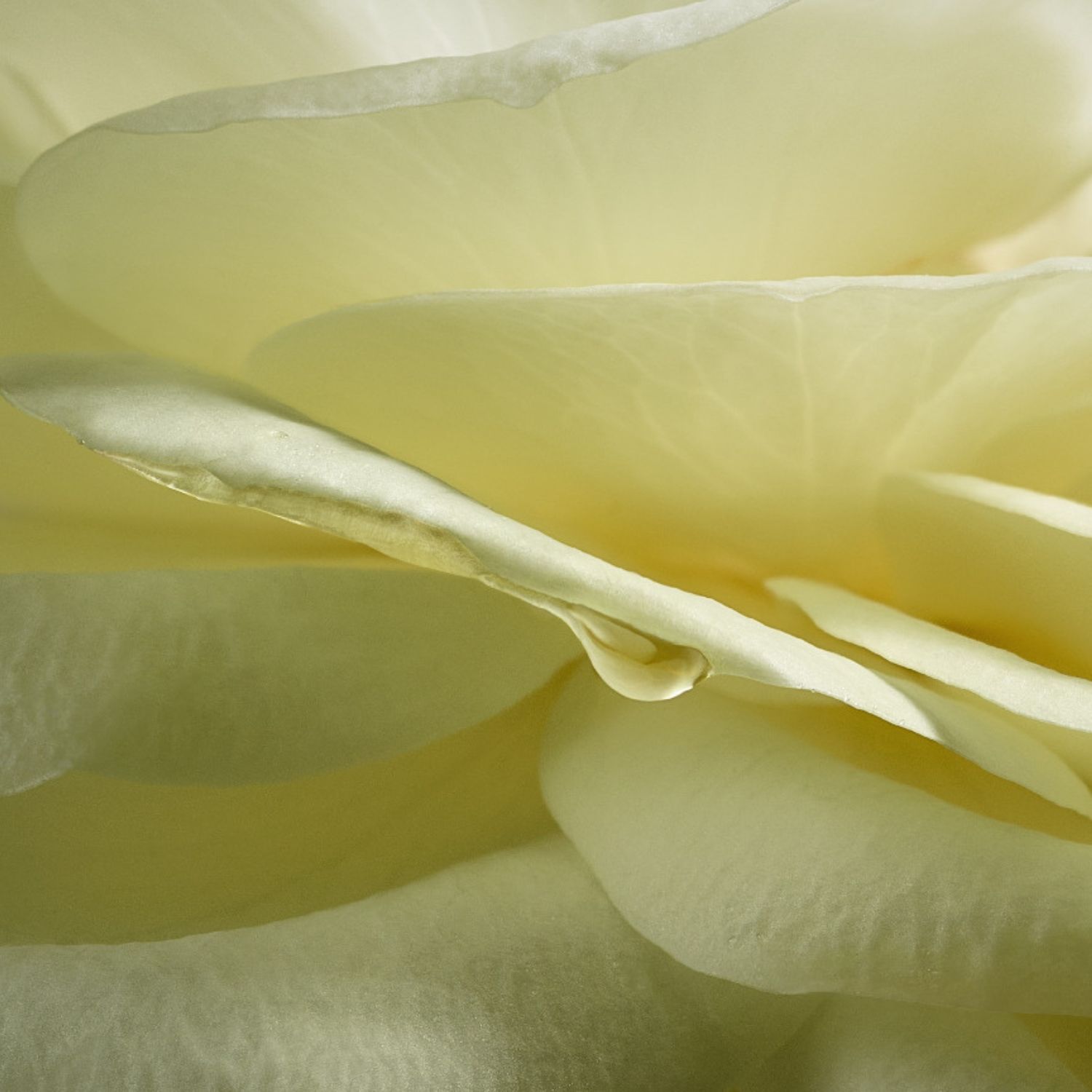 Foto com zoom nas pétalas brancas da Rosa Alba de Konare, na Bulgária, ingrediente principal da fragrância Natura Aura Alba.