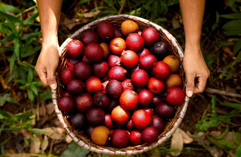 Duas mãos segurando uma cesta cheia de frutos vermelhos e alaranjados da biodiversidade brasileira, com vegetação ao fundo.