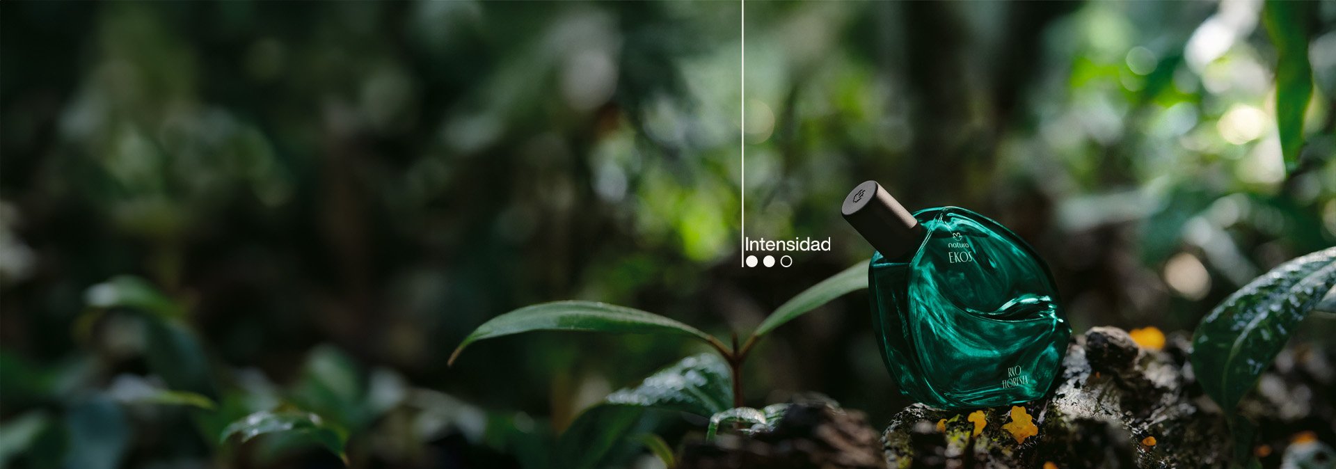 fragancia floral verde con aceites esenciales de Breu Branco, Pataqueira y Estoraque