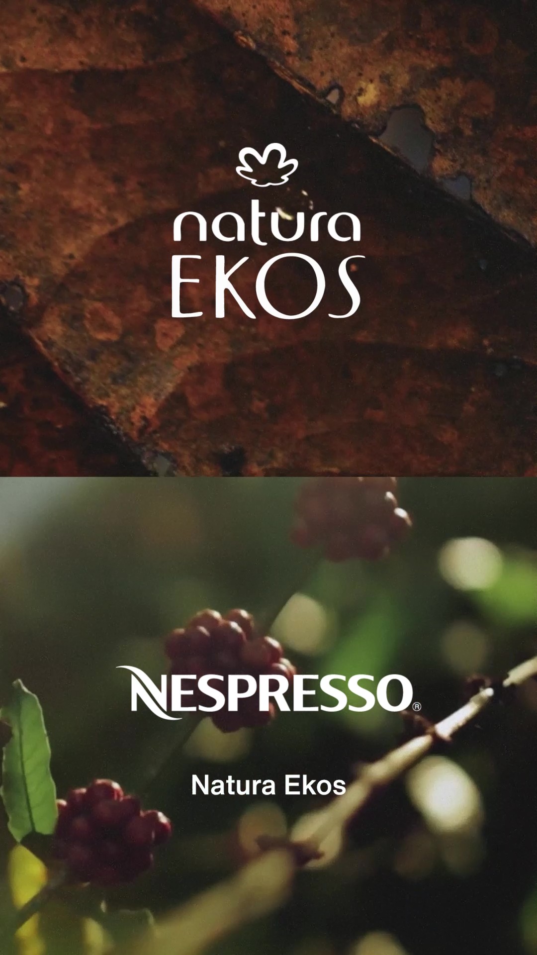 ekos castaña nespresso