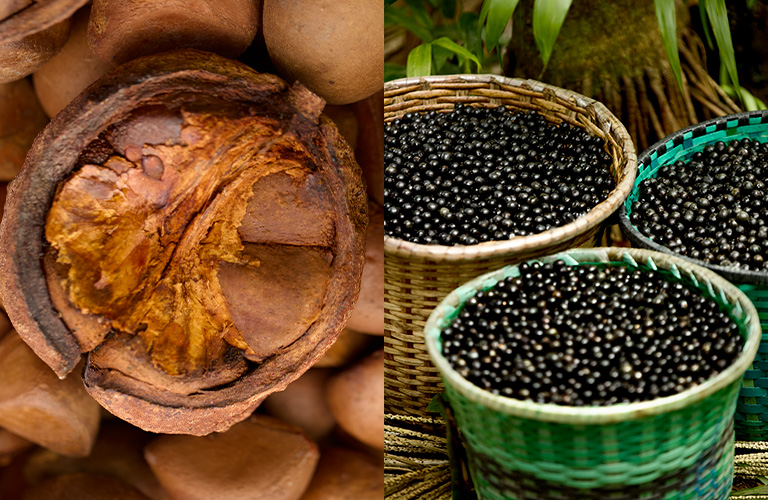 Toma plano de castañas