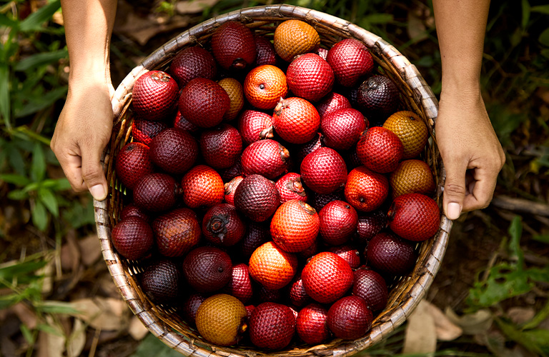 Toma de la canasta con frutos de buriti