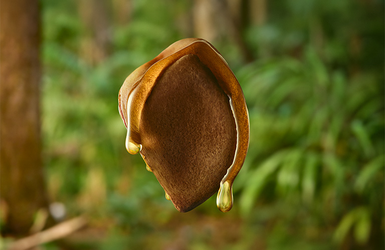 Semilla de Andiroba.