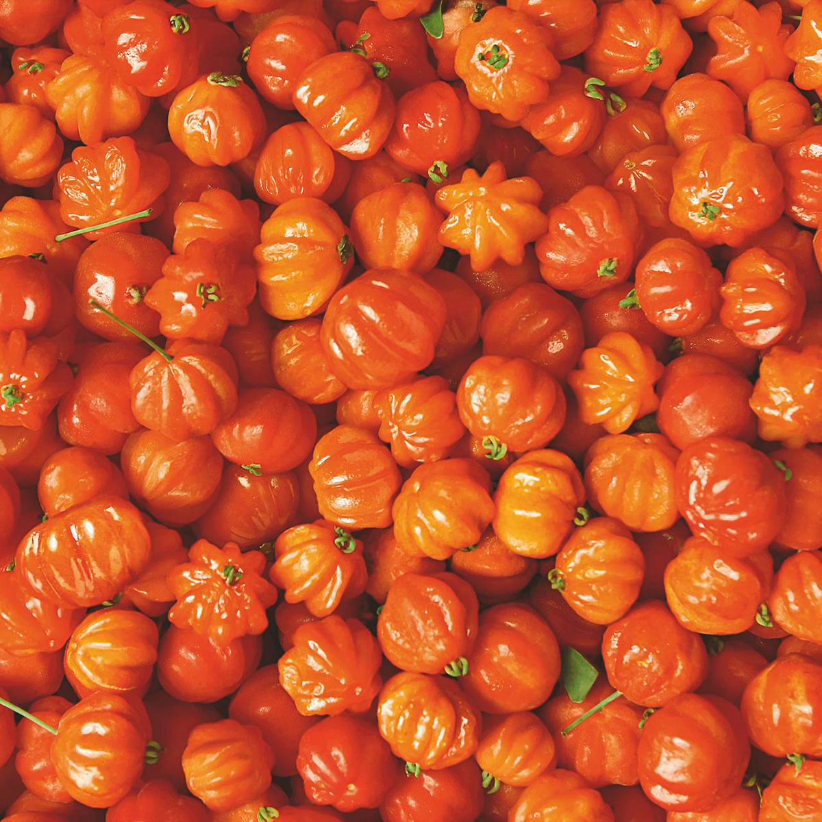 Fragancia vibrante y tropical