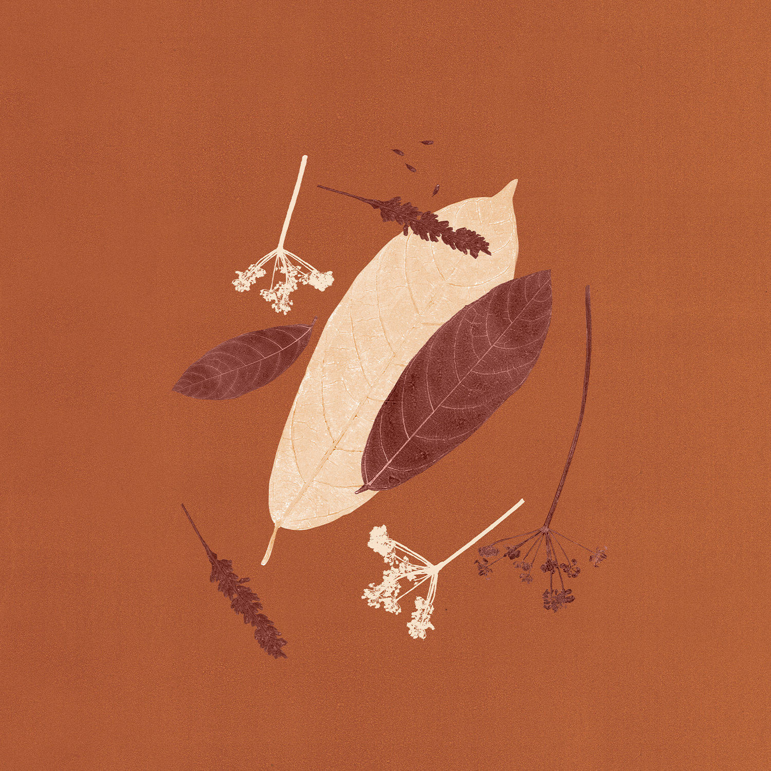 antigüedades nobilis