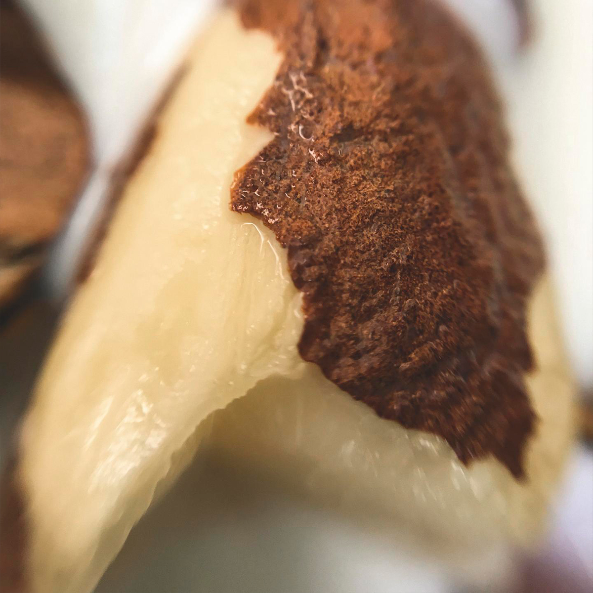 Castaña, un bioactivo de la Amazonia