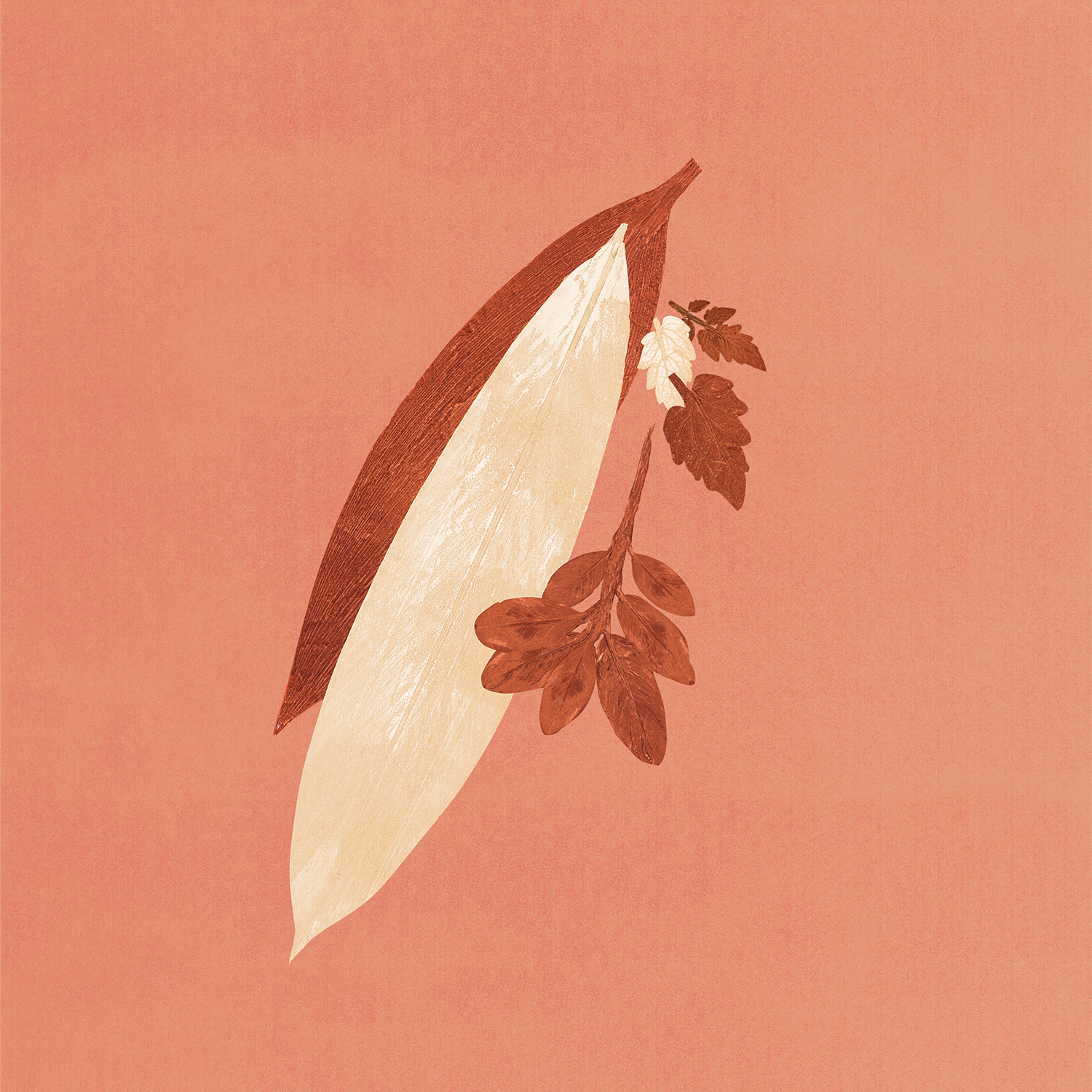fructus folium