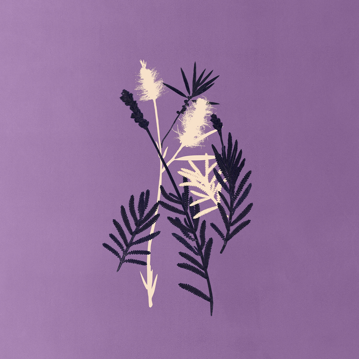 planta divina