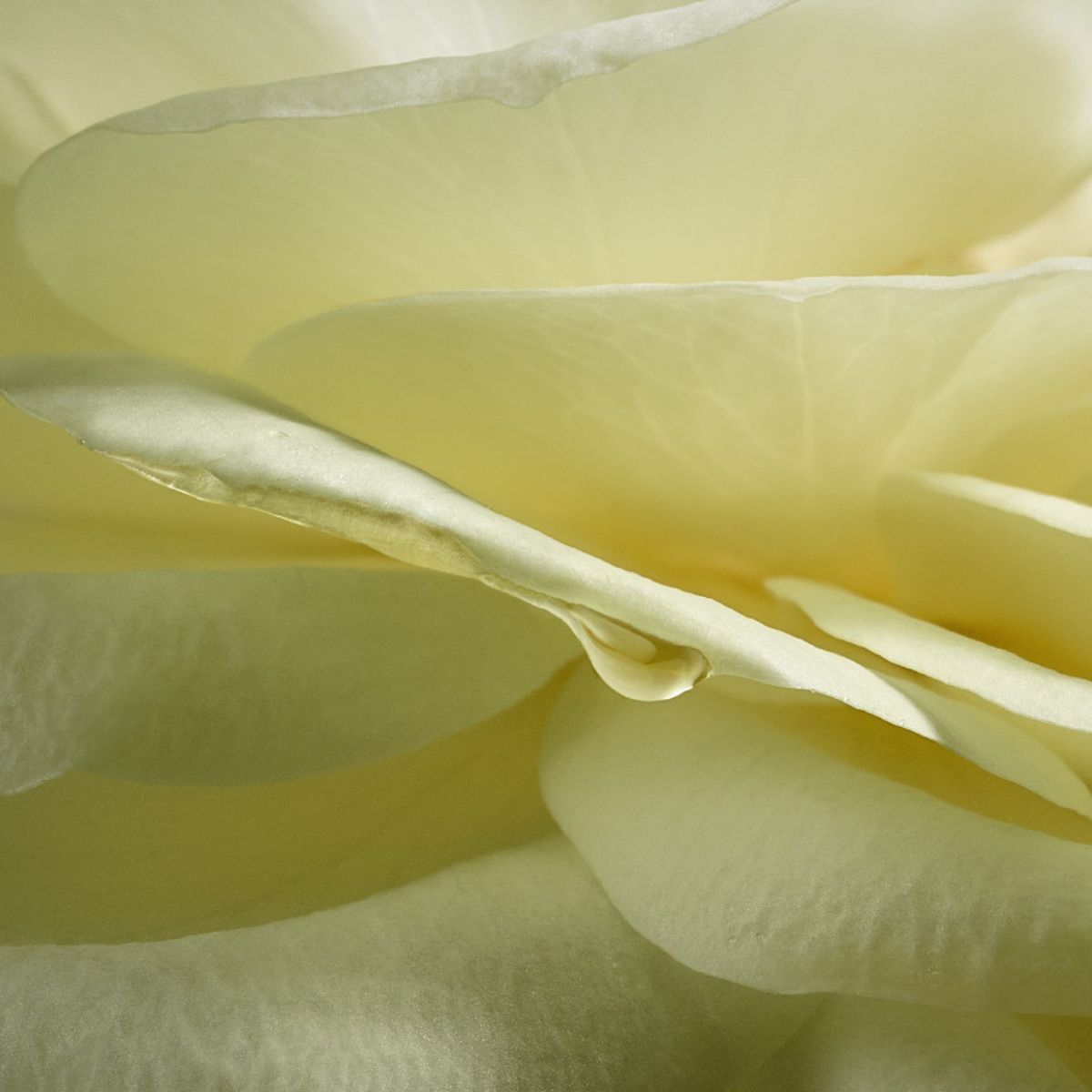 Natura Aura Alba 75 ml